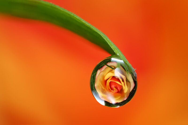 Rose in Water Droplet