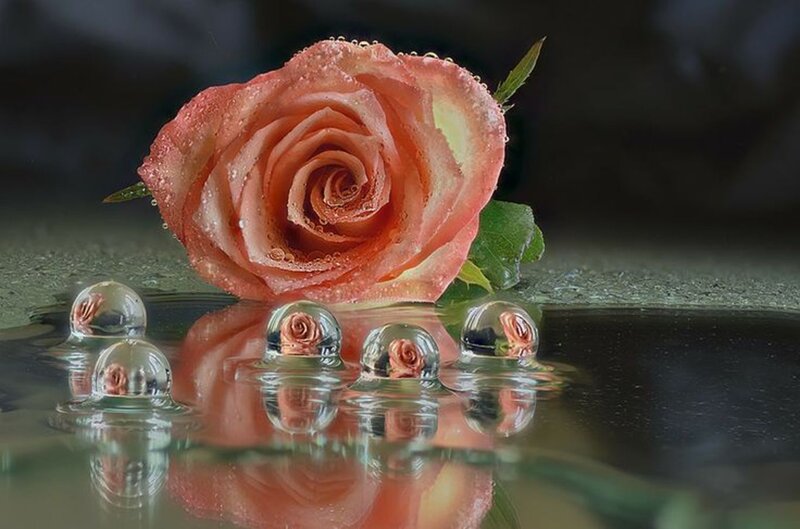 Rose in Water Droplets
