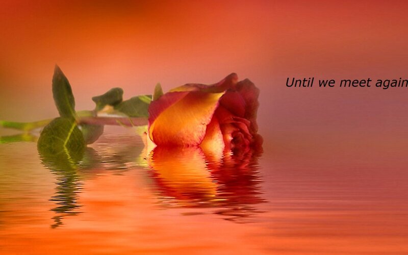 Rose in Water — Orange, Serene