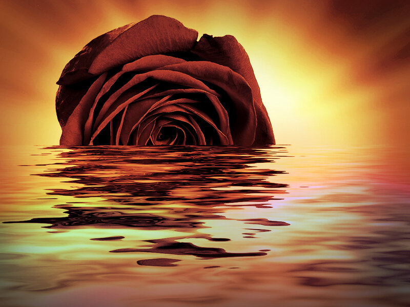 Rose in Water — Orange