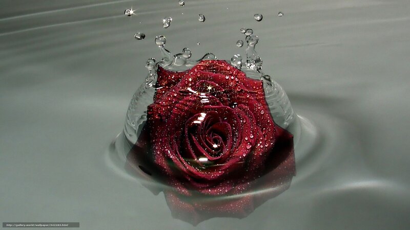 rose in water splash