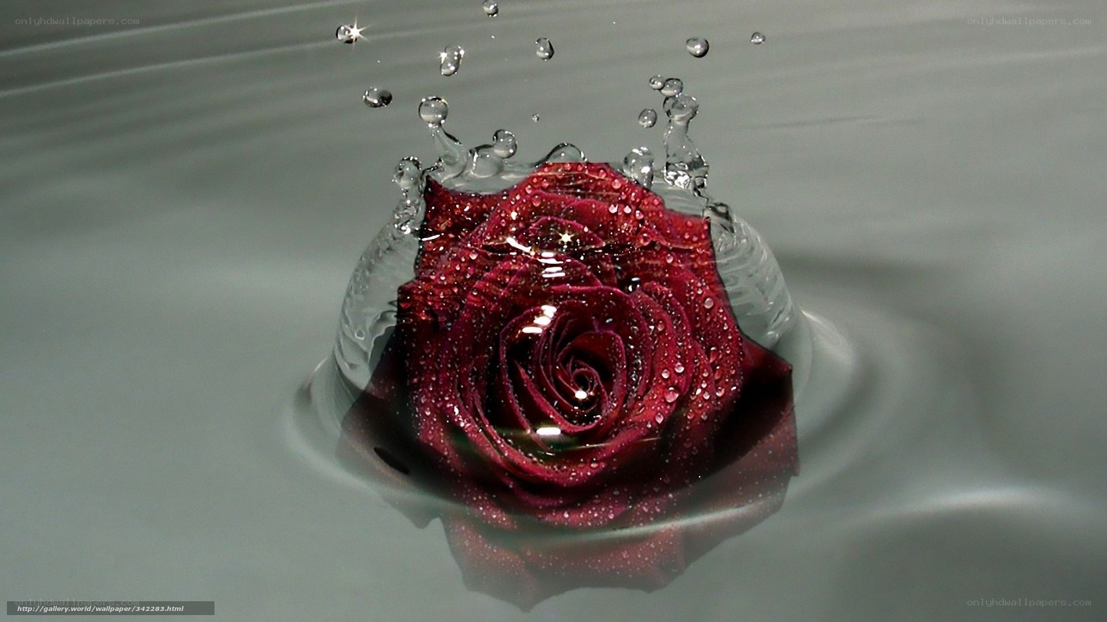 rose in water splash