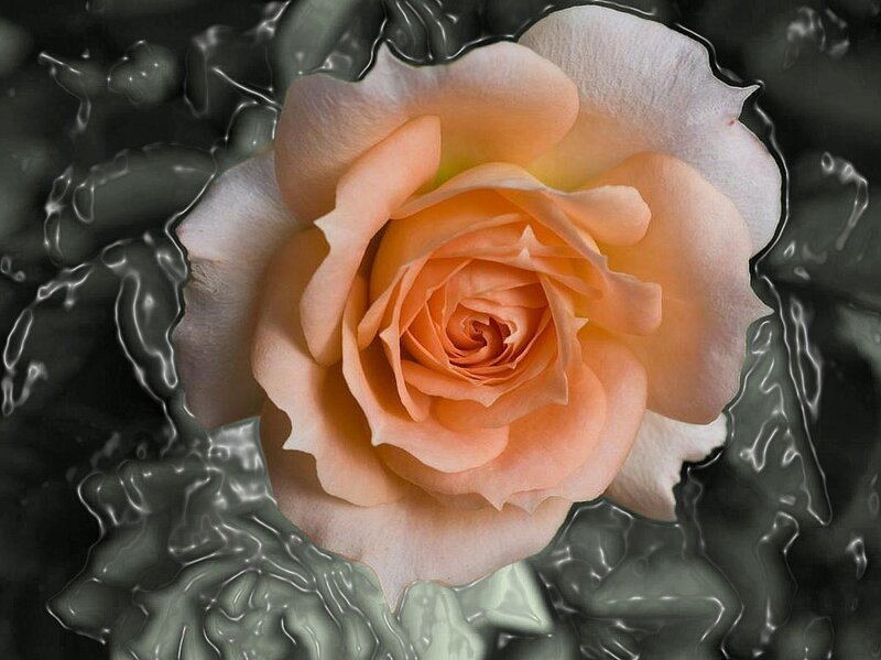rose in water