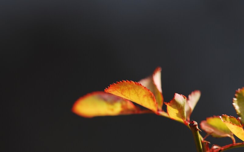 Rose Leaf on Stem
