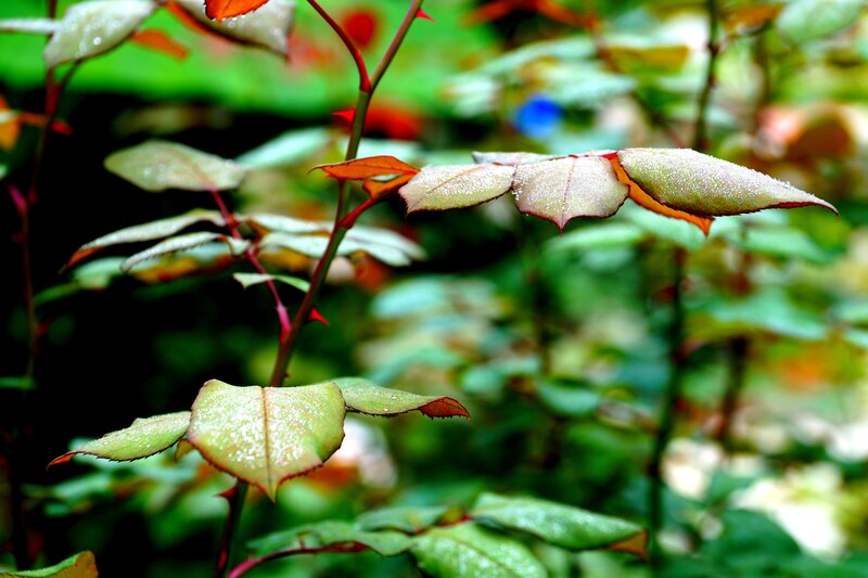 Rose Leaves with Dew