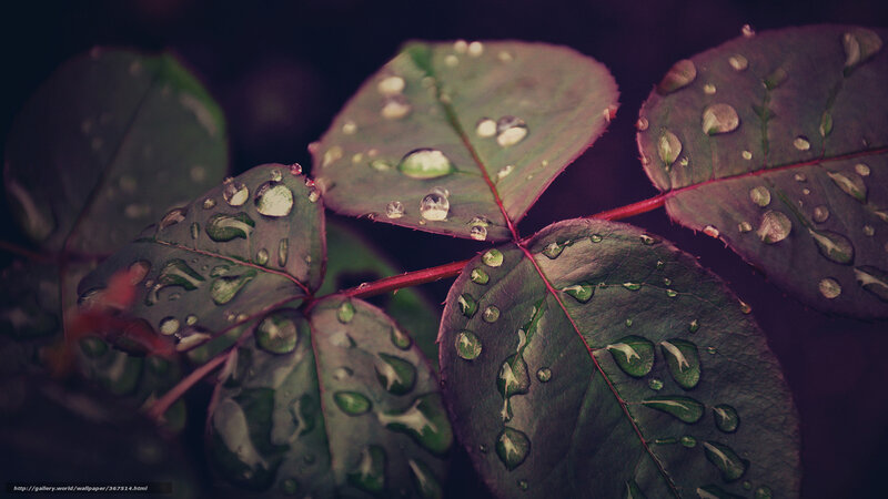 Rose Leaves with Water Droplets — Green, Dramatic