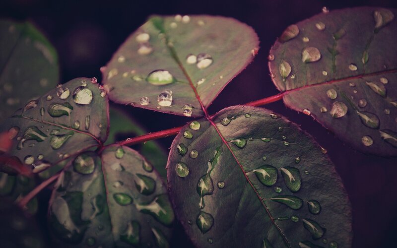 Rose Leaves with Water Droplets — Green, Moody