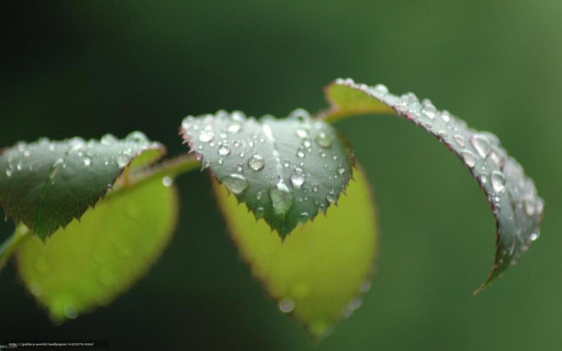 Rose Leaves with Water Droplets — Green, Serene
