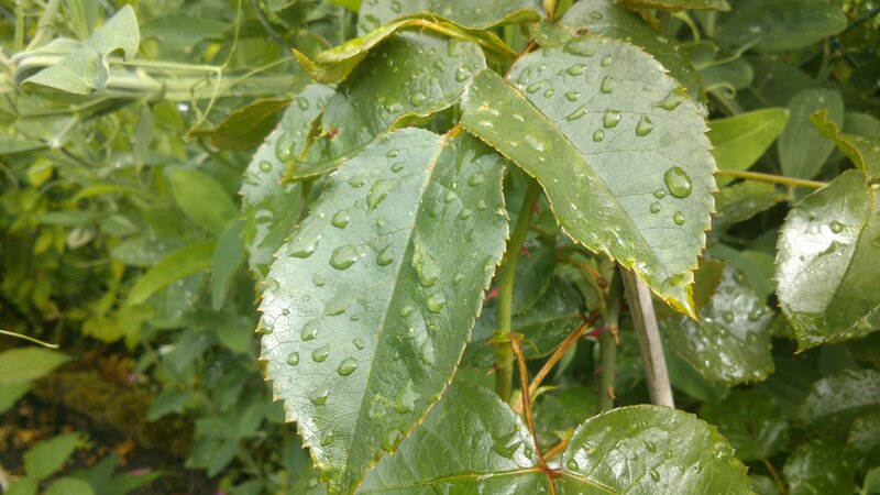Rose Leaves with Water Droplets — Green