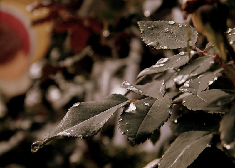 Rose Leaves with Water Droplets
