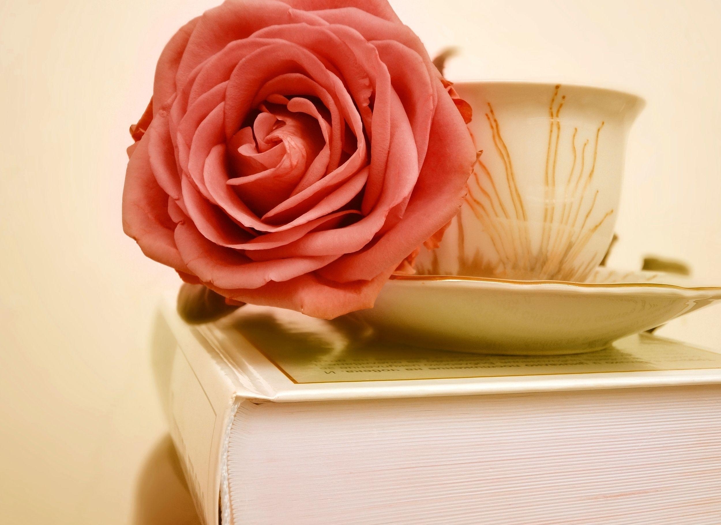 rose on a book stack