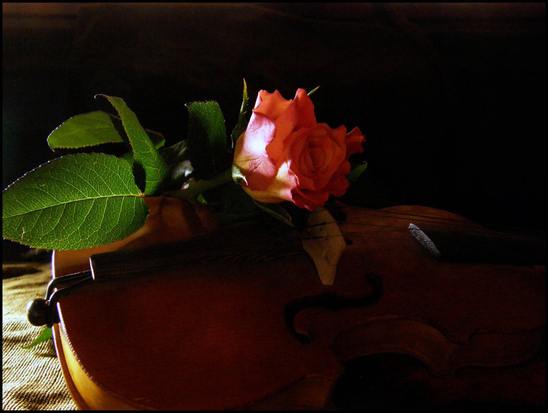 rose on a violin