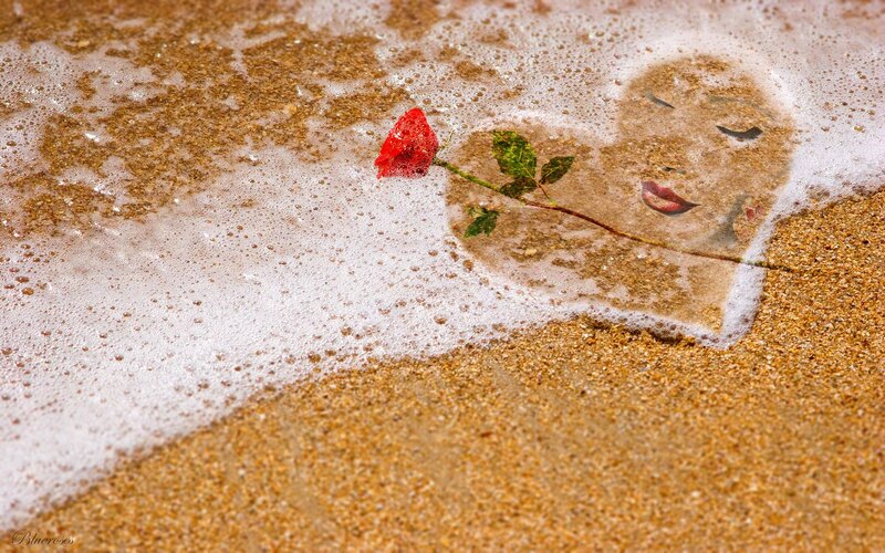 Rose on Beach Sand — Red
