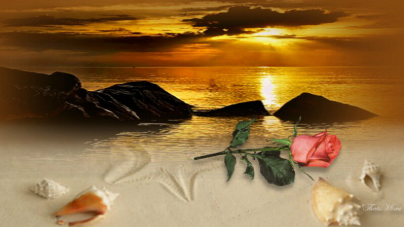 Rose on Beach Sand