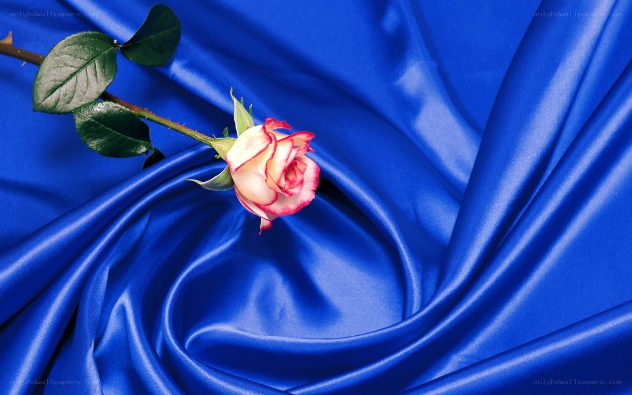 rose on blue silk fabric