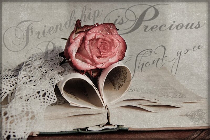 Rose on Book Pages
