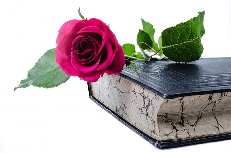 Rose on Book — Pink