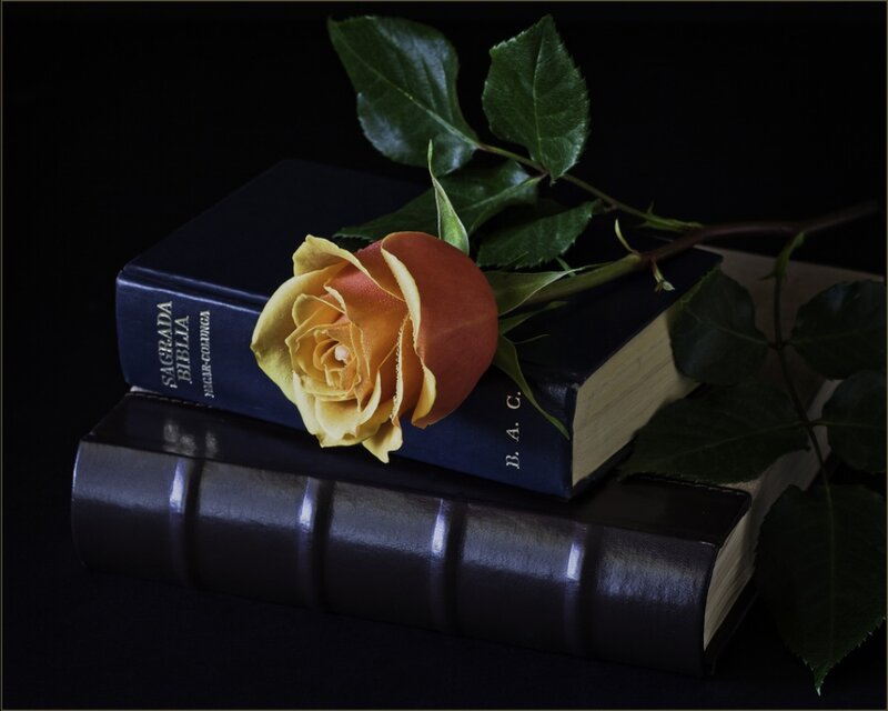 Rose on Books — Black