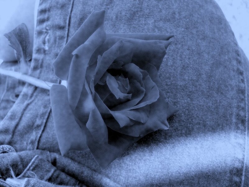 Rose on Denim Fabric
