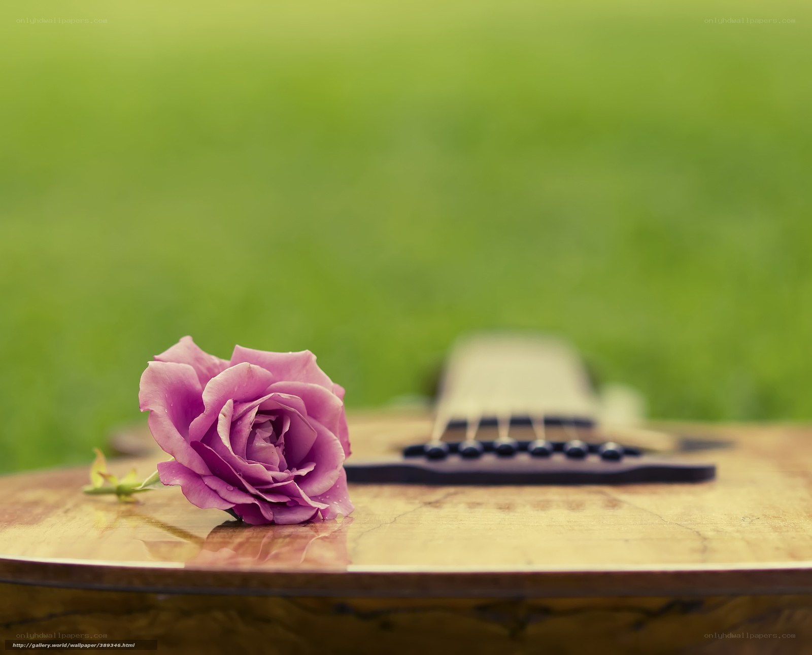 rose on guitar body
