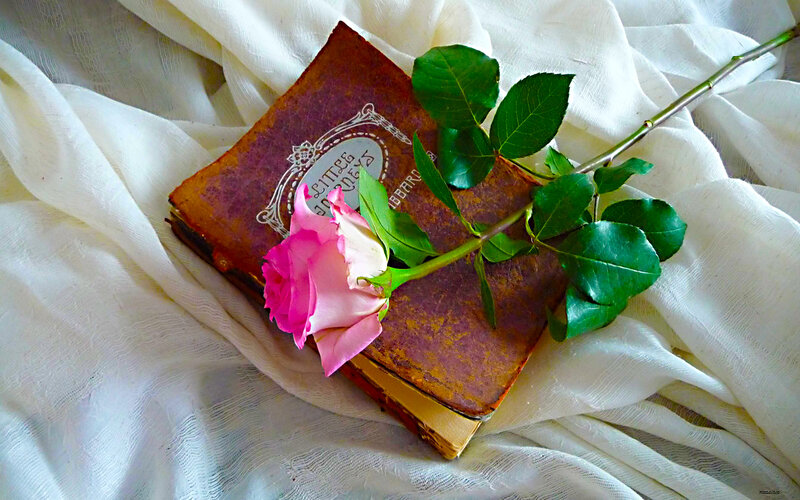 rose on old book