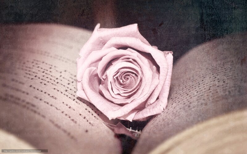 rose on open book