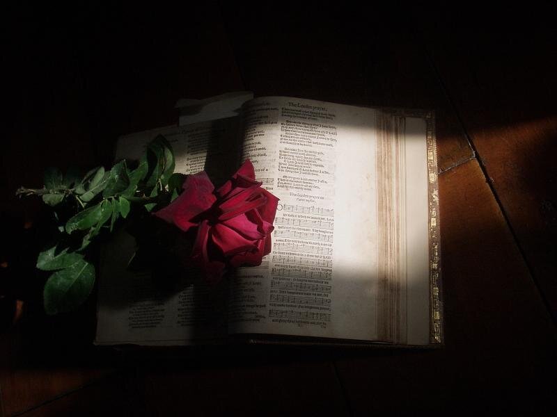 rose on open book