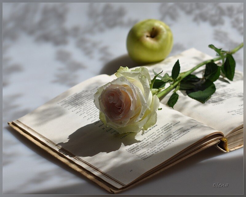 rose on open book