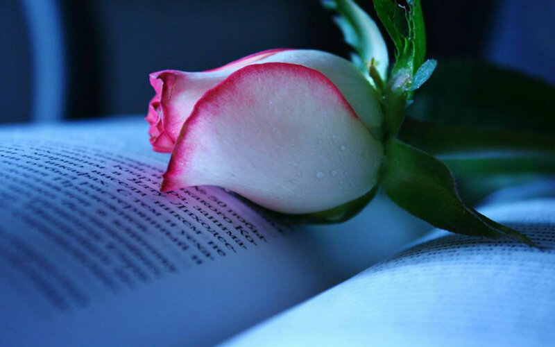 Rose on Open Book — Blue