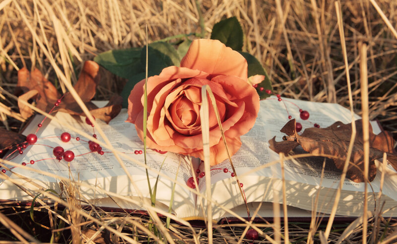 Rose on Open Book — Orange