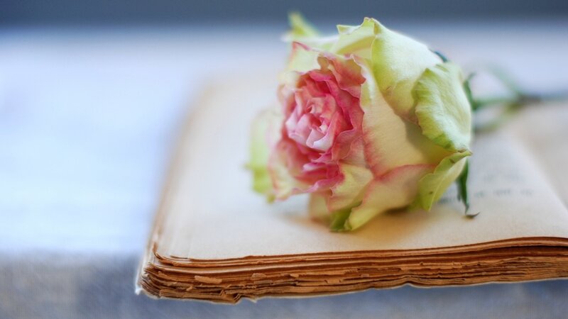 Rose on Open Book — Pink, Serene, Photograph, Flower