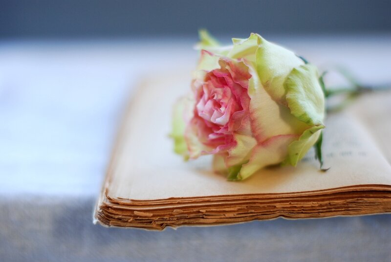 Rose on Open Book — Pink, Serene, Photograph