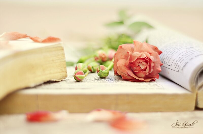 Rose on Open Book — Pink, Serene