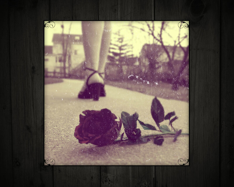 Rose on Pavement
