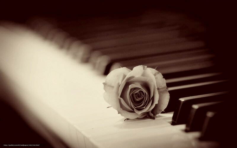 rose on piano keys
