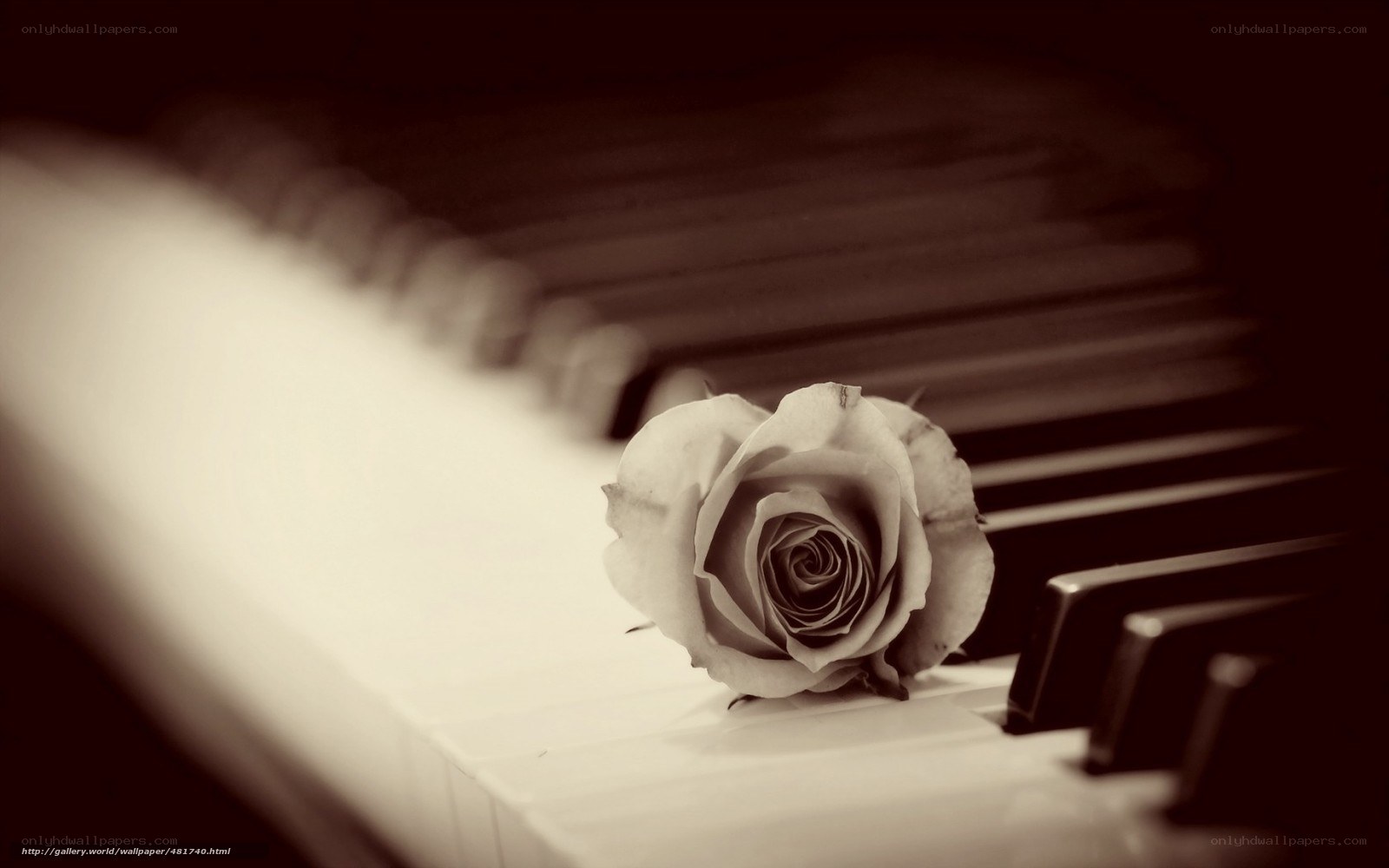 rose on piano keys