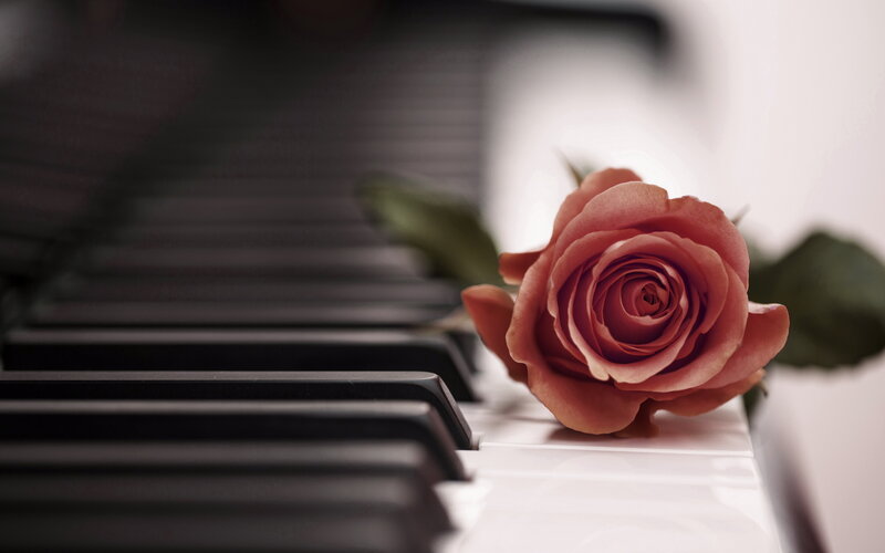 Rose on Piano Keys — Pink, Serene