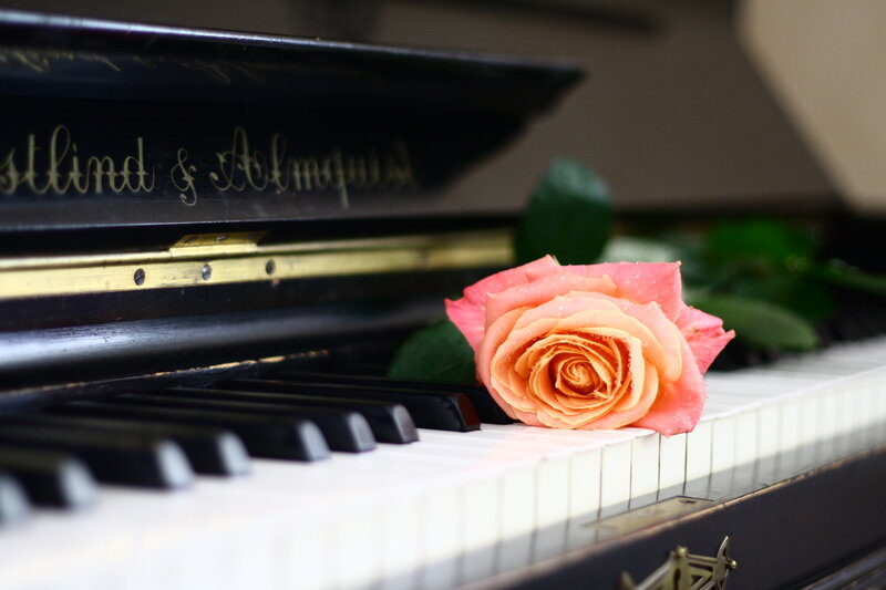 Rose on Piano Keys — Pink