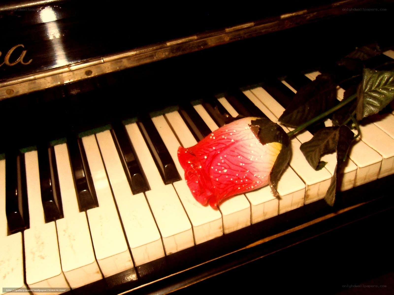 rose on piano keys