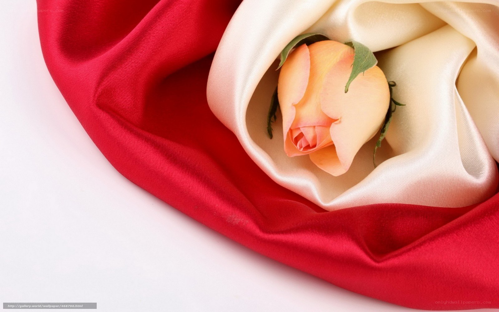 rose on satin fabric
