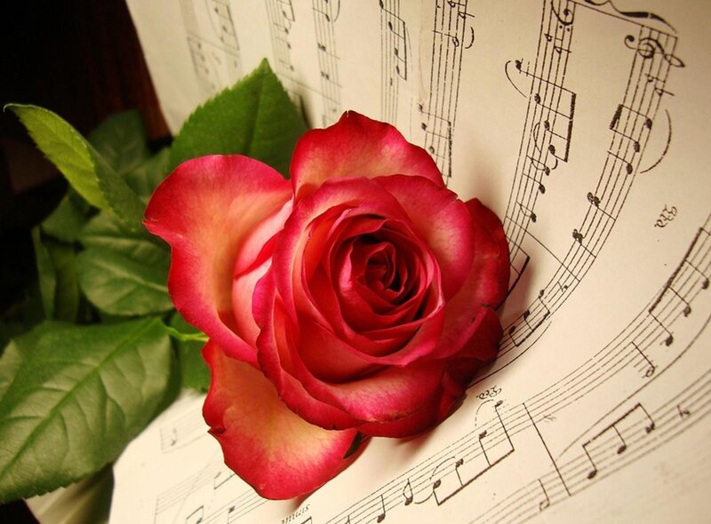 rose on sheet music