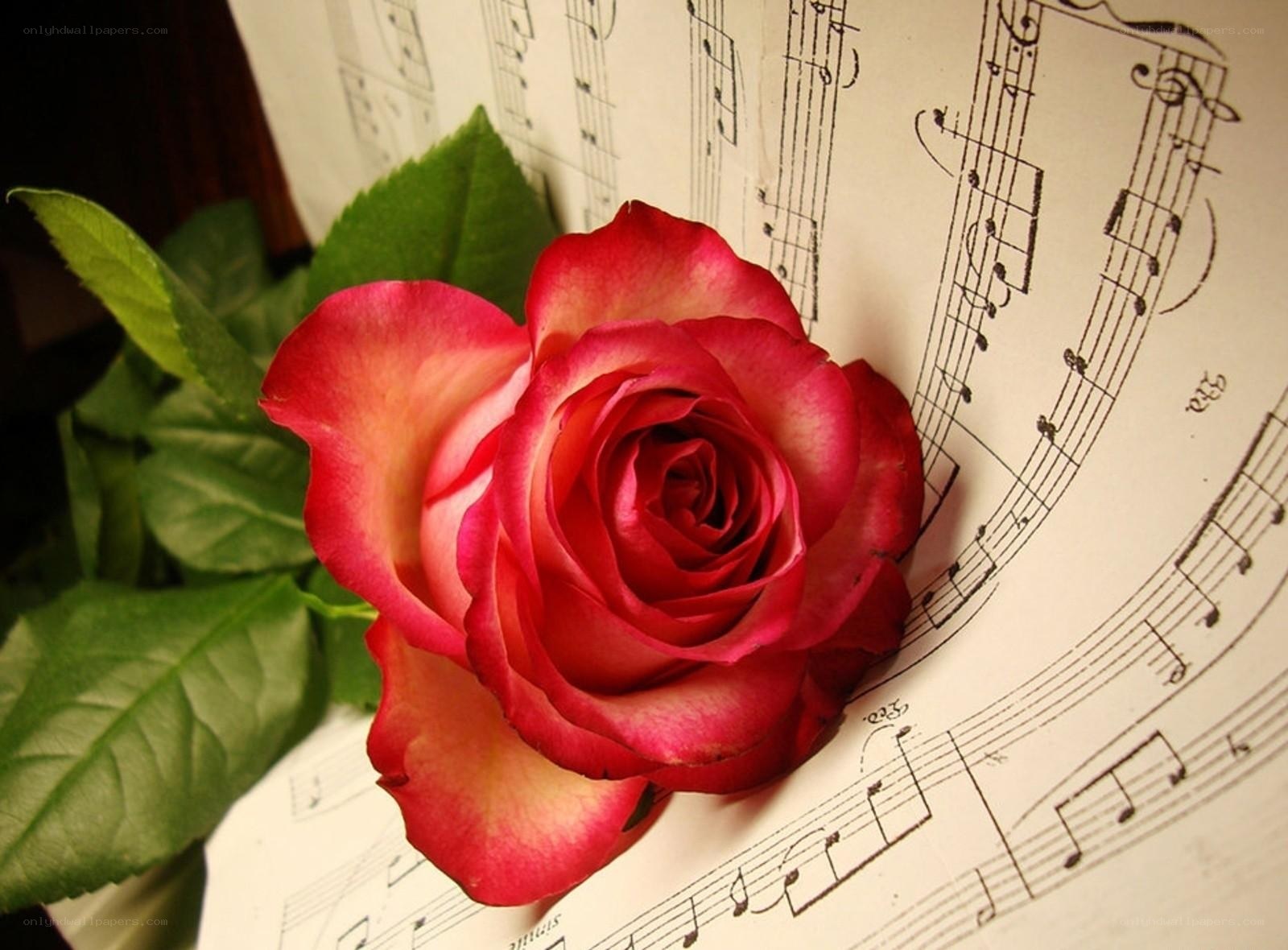 rose on sheet music