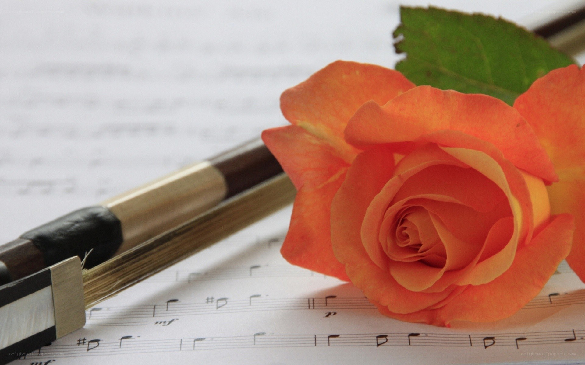 rose on sheet music