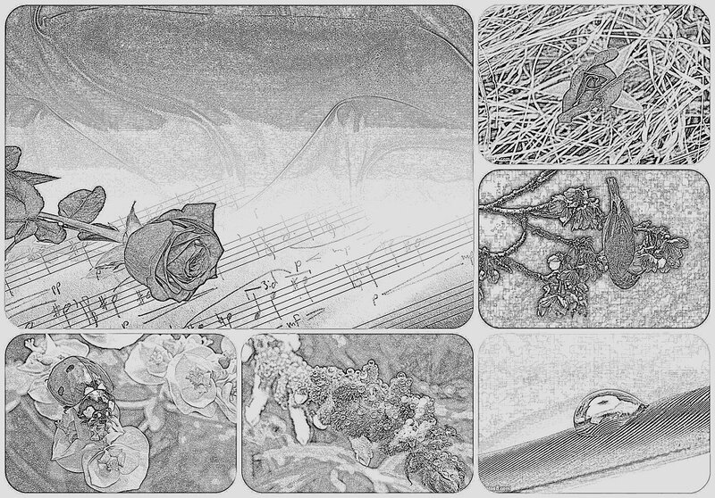 Rose on Sheet Music — Black