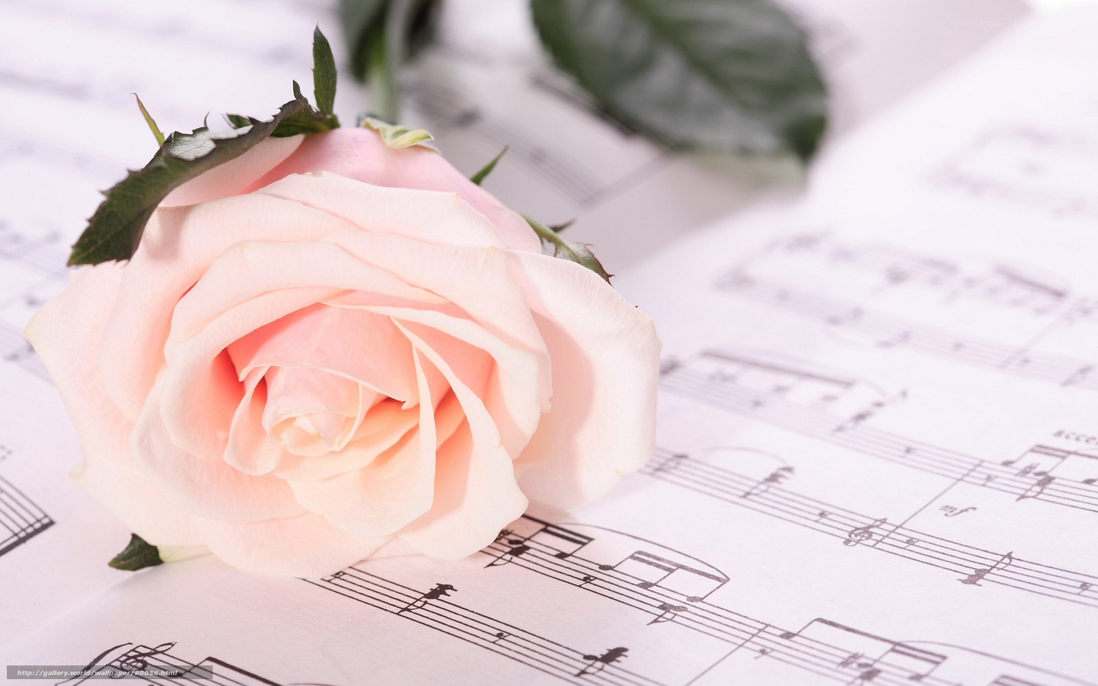 rose on sheet music