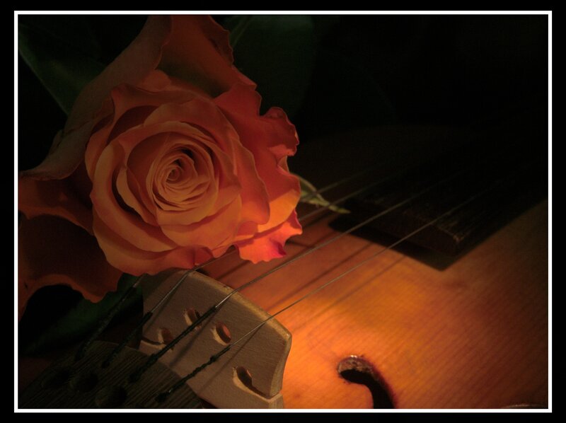 Rose on Violin — Orange