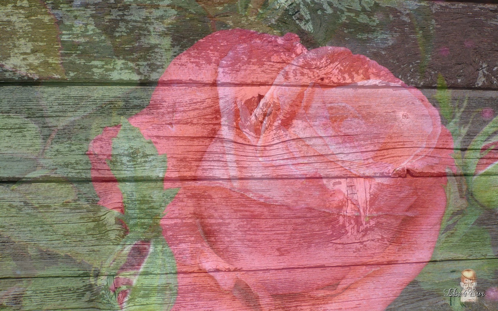 rose on weathered wood