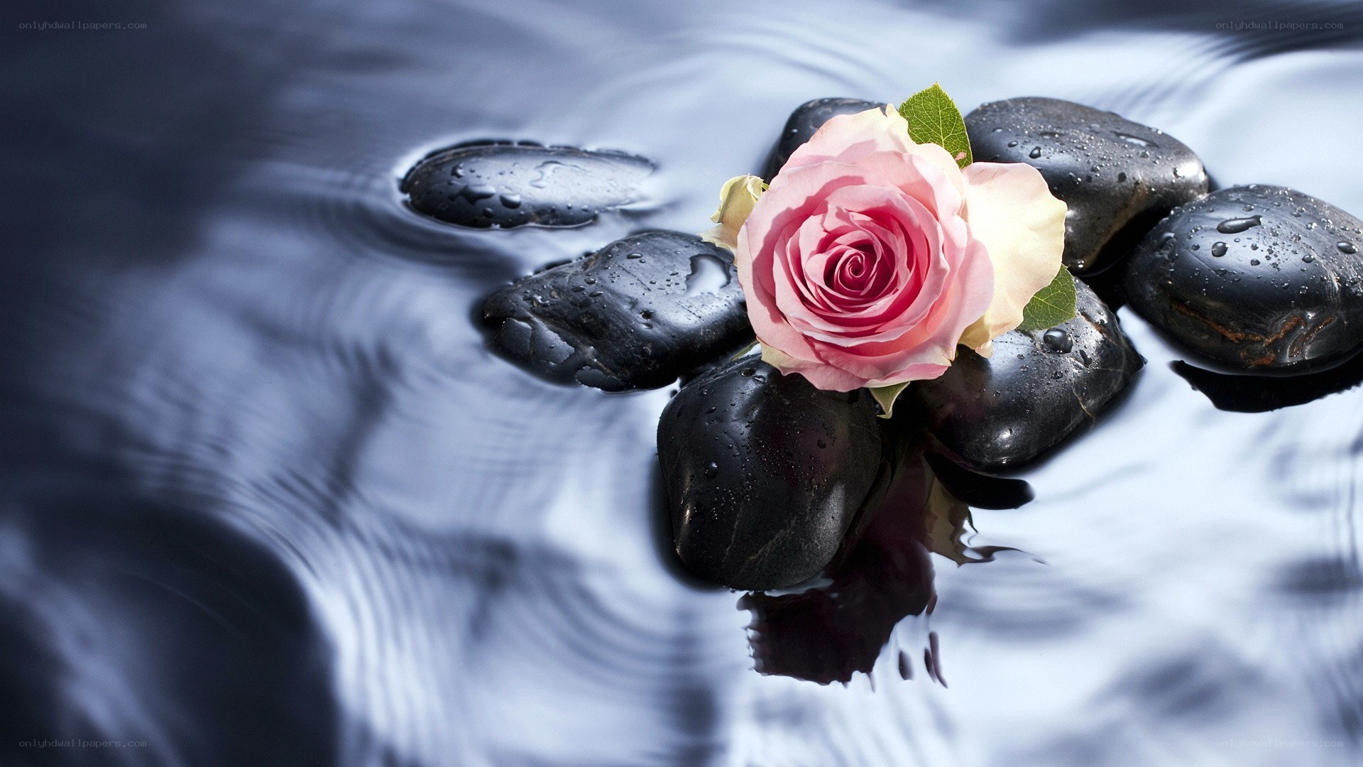 rose on wet stones