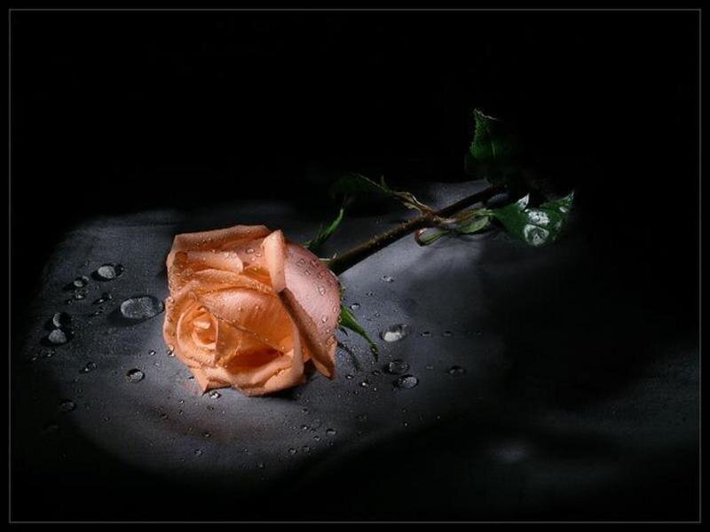 rose on wet surface