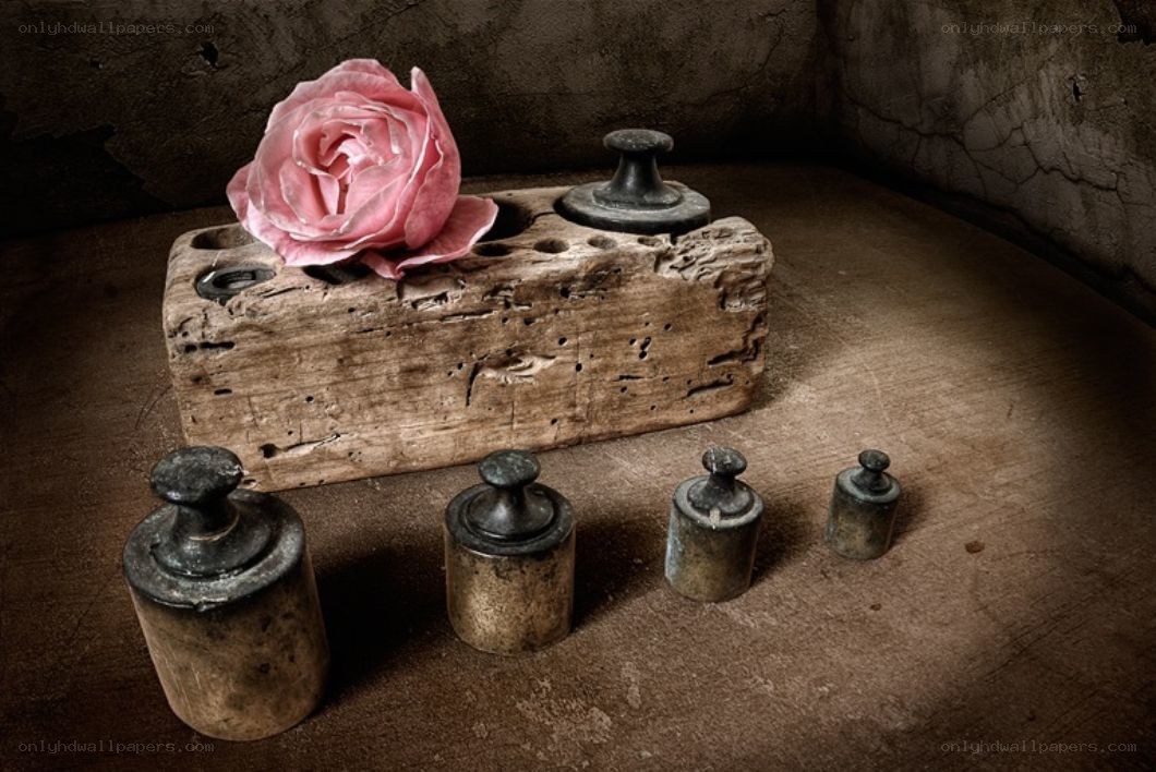 rose on wooden block with weights
